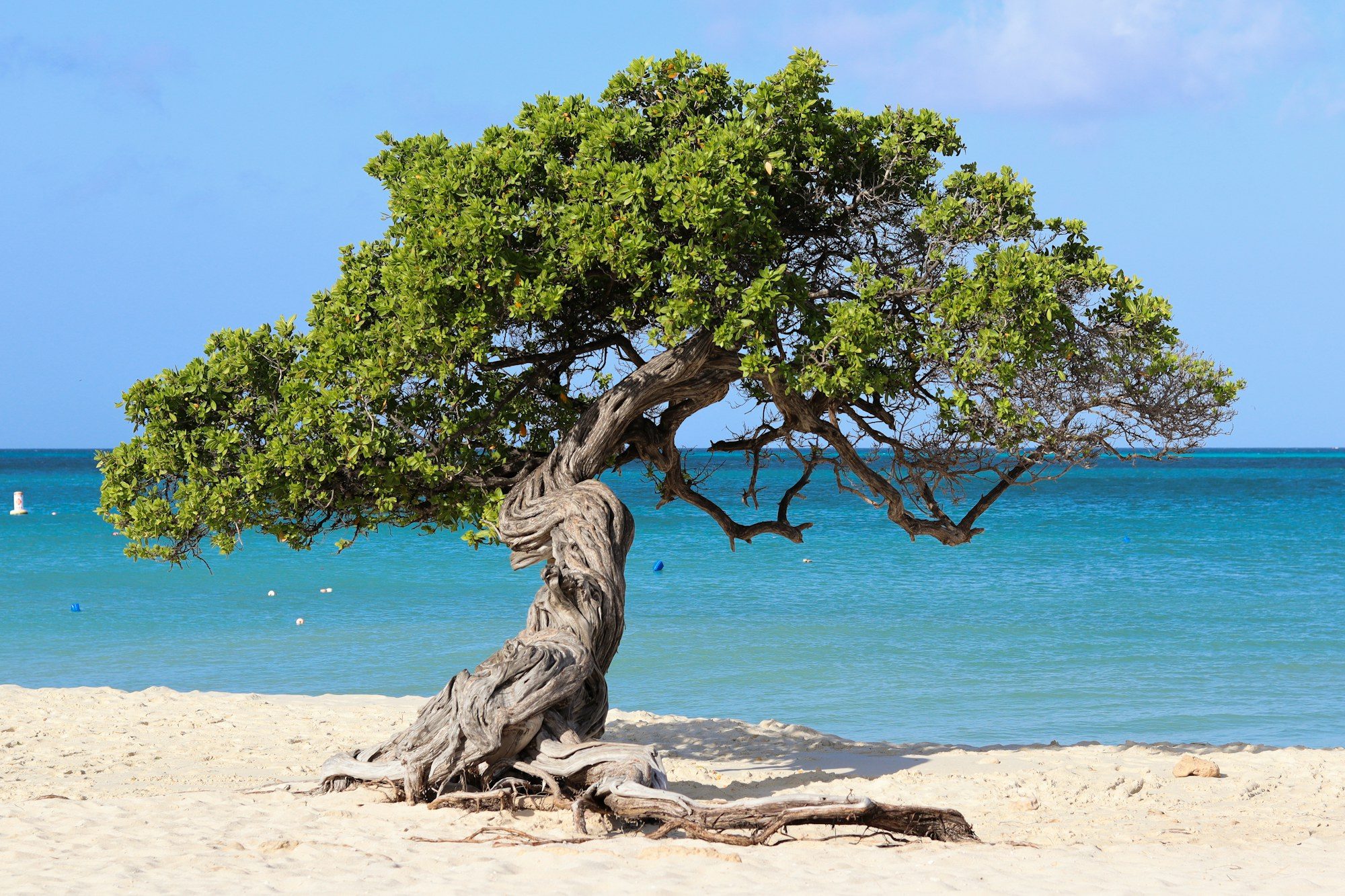 Árbol fofoti en Eagle Beach, Aruba